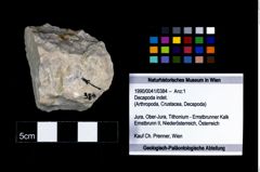 Foto (Objekt + Etikett) von Decapoda indet.  (NHMW-GEO-1990-0041-0384)